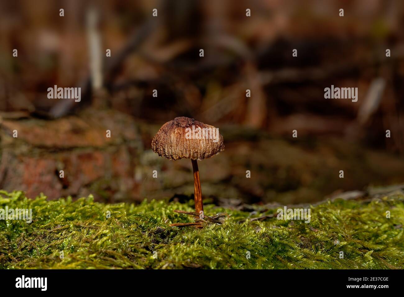 Fragile autumn mushroom on green moss, close-up photo of mushroom Stock Photo