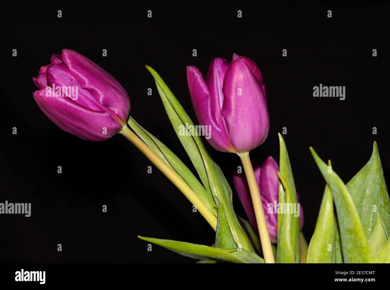 Lilieae family hi-res stock photography and images - Alamy
