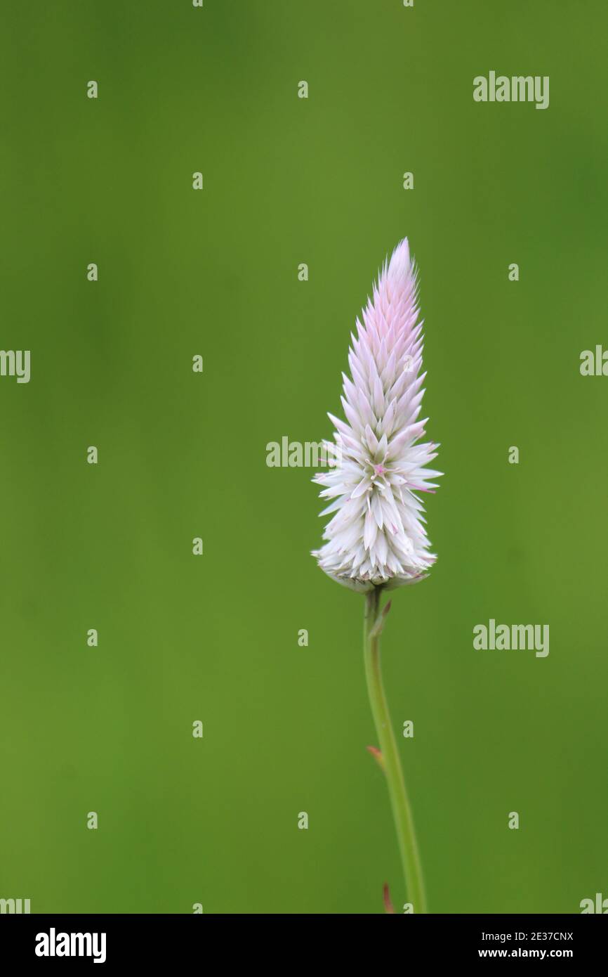 beautiful white wild grass flower in nature hd wallpaper wild grass  varieties Stock Photo - Alamy