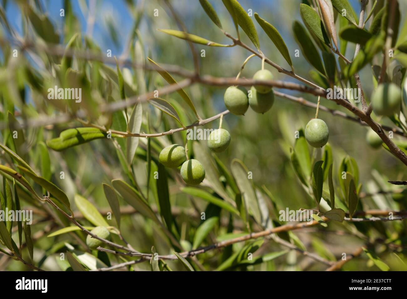 Olives growing on an olive tree in Portugal Stock Photo Alamy