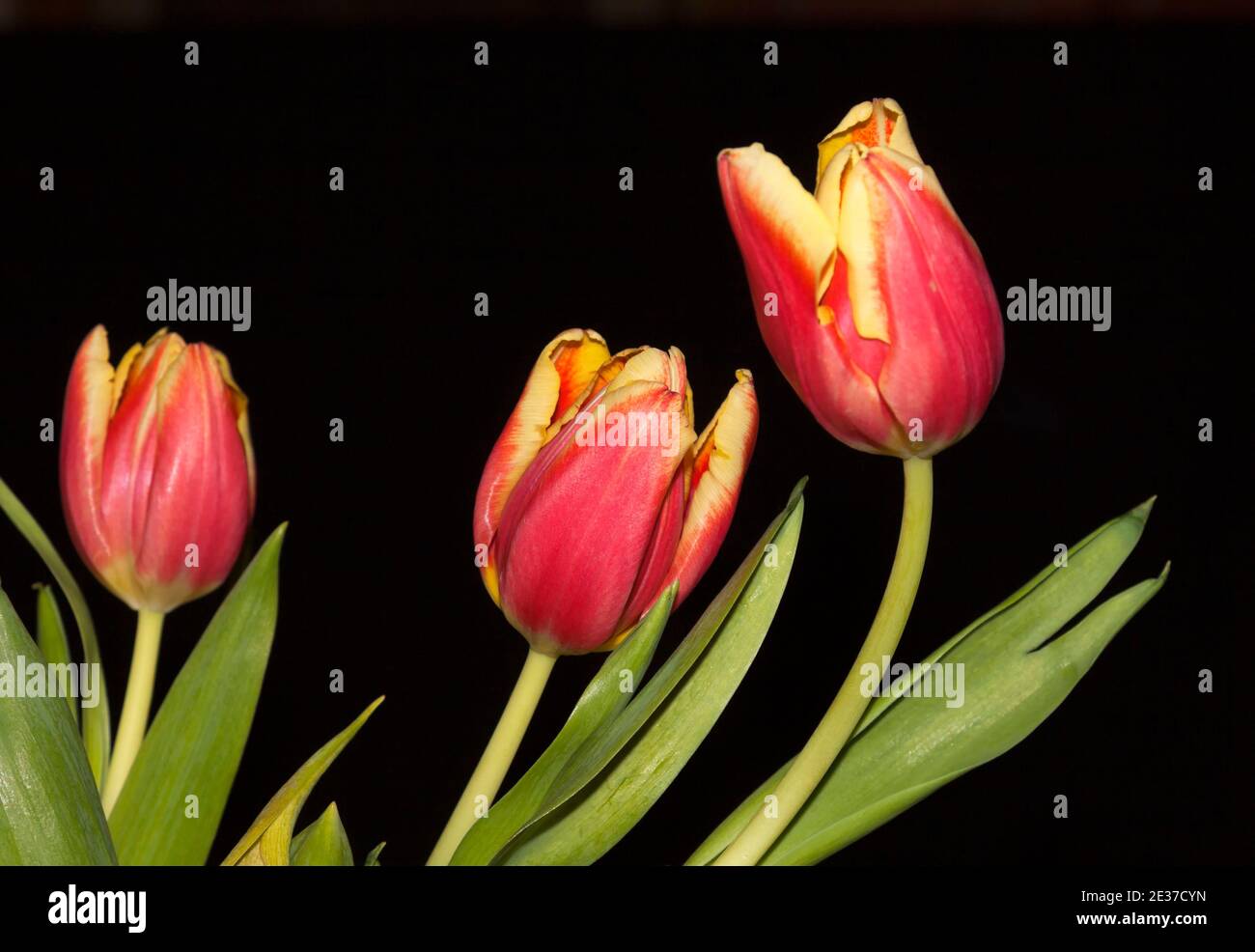 Showy tulips hi-res stock photography and images - Alamy