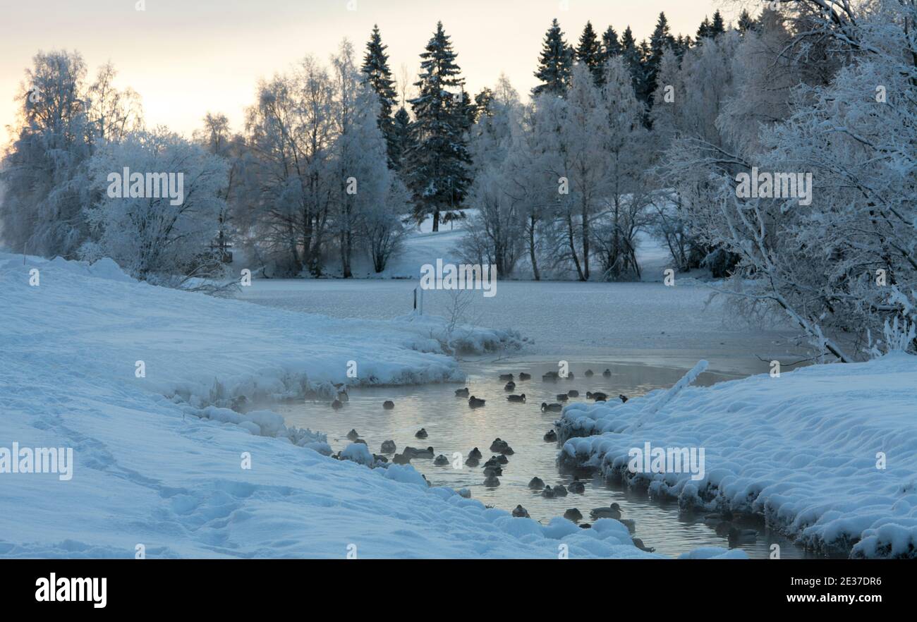 Winter morning at the ducks’ pond, still opened a little. Well below zero. Snowy, frosty landscape in the background. Stock Photo