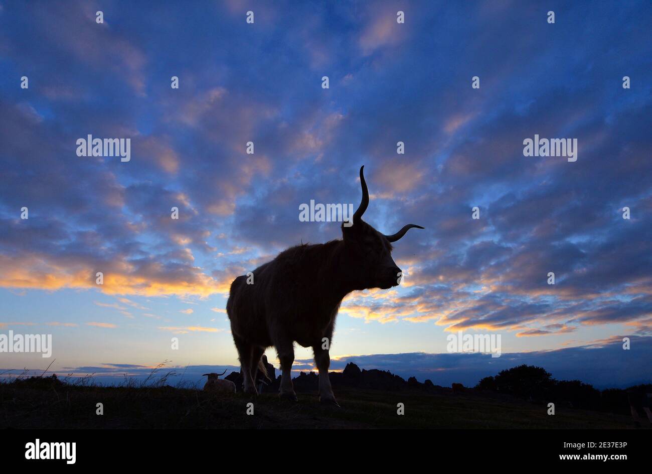 A Longhorn Cow silhouetted against the sunset at Beacon Hill in Leicestershire Stock Photo