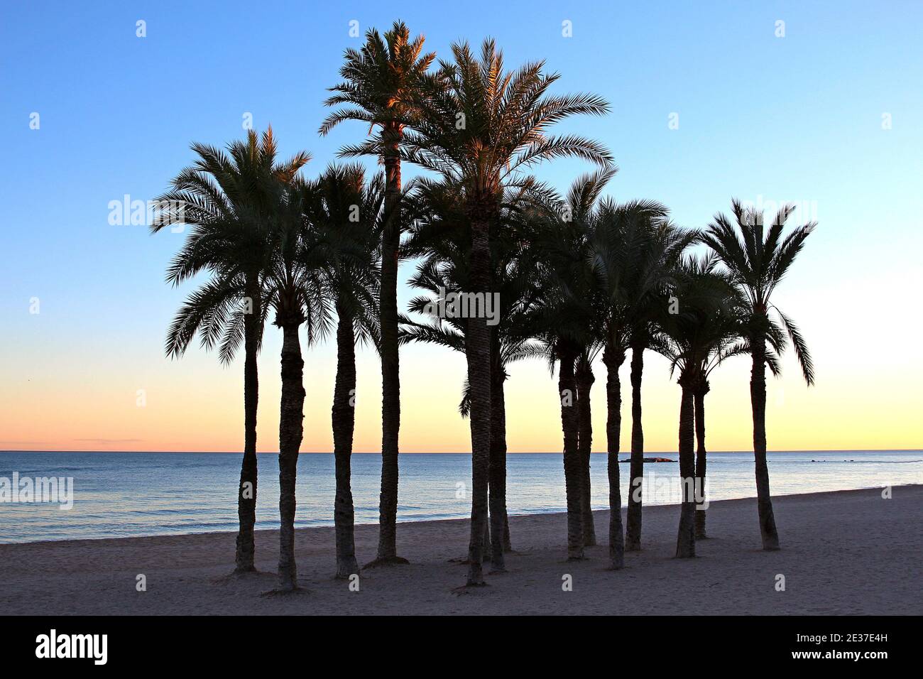 A stand of palm trees in near silhouette make for a simplistic scene on Villajoyosa's beach, Spain. It is the end of November and approaching sunset. Stock Photo