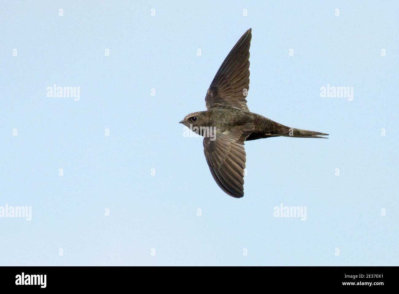 Swift, Apus apus, in flight feeding above Farmoor reservoir ...