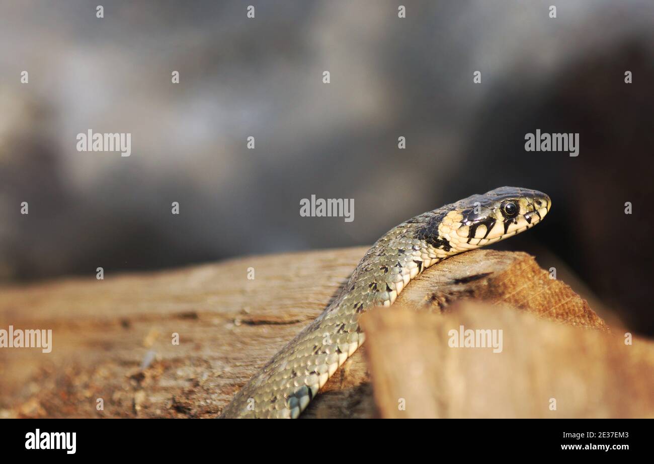 Wild Snakes on a Wooden Background, Forest Life, Closeup Snake Head, Animal Closeup. Stock Photo