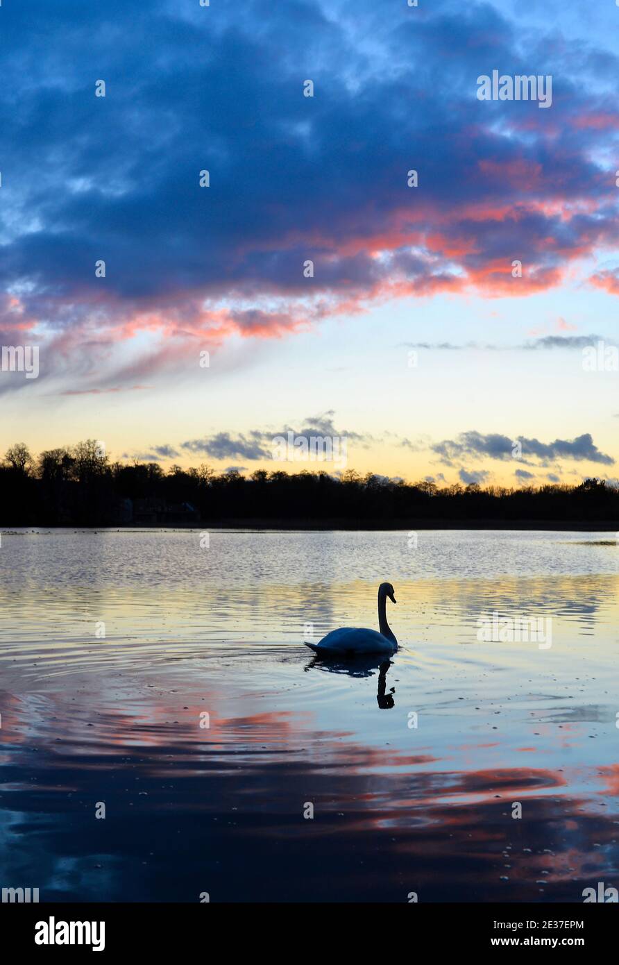 A swan at sunset at Groby Pool in Leicestershire Stock Photo