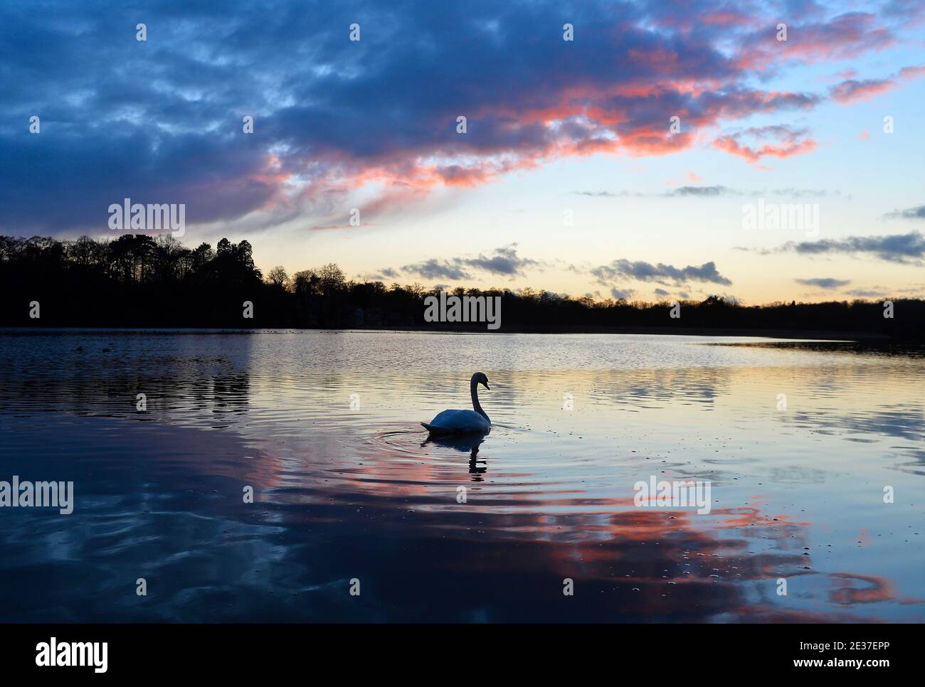 A swan at sunset at Groby Pool in Leicestershire Stock Photo
