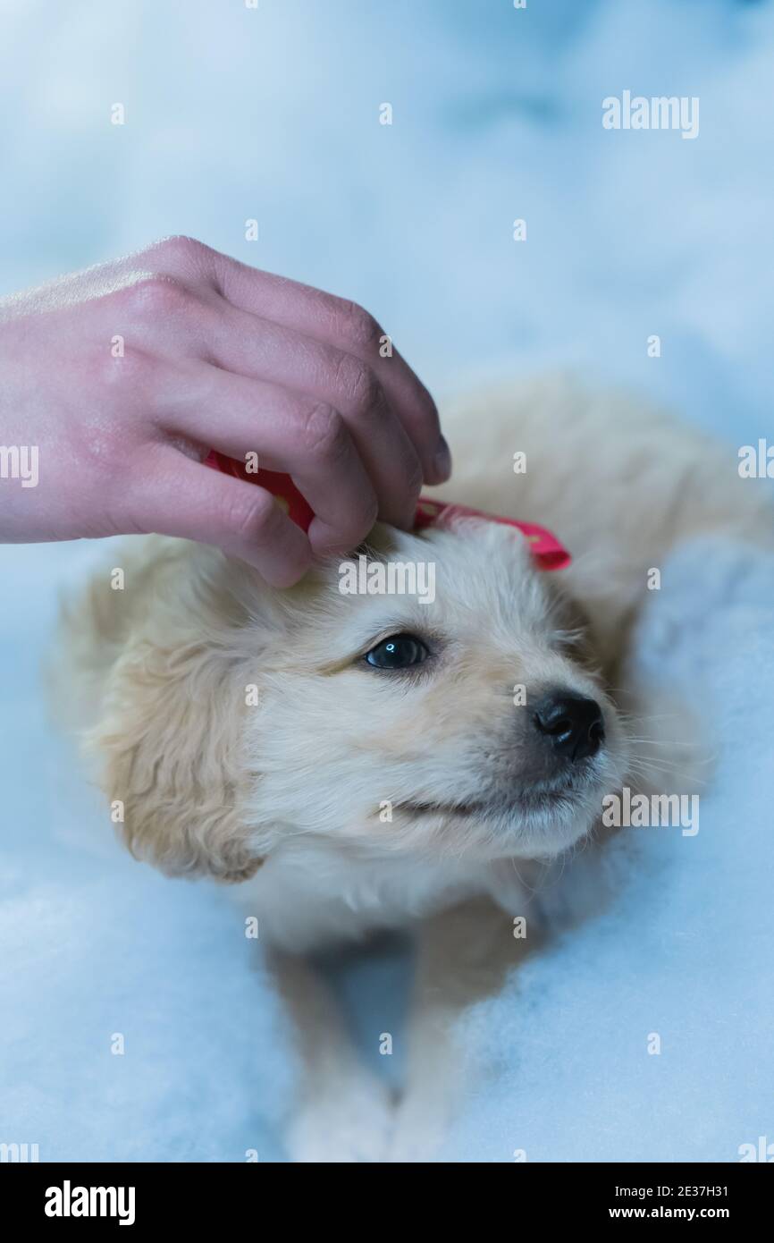 A vertical shot of a tiny puppy and human hands playing with her Stock Photo