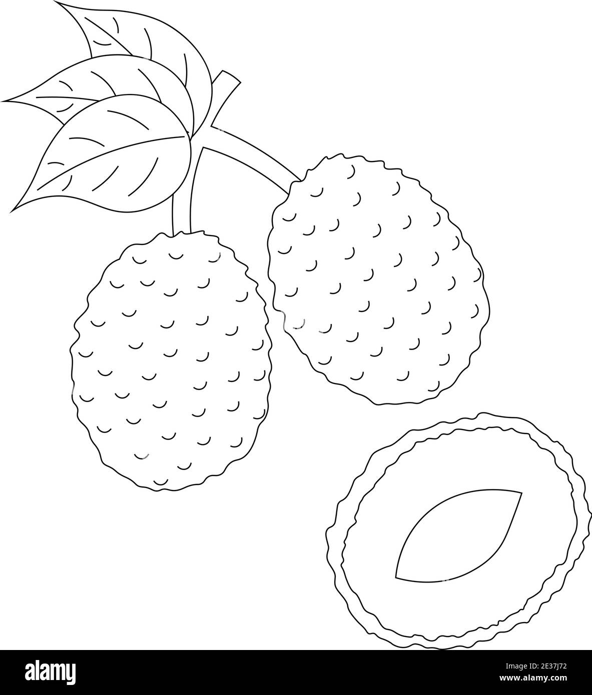Litchi Fruit Sketch Vector Illustration Stock Vector - Illustration of  menu, sketch: 209862112