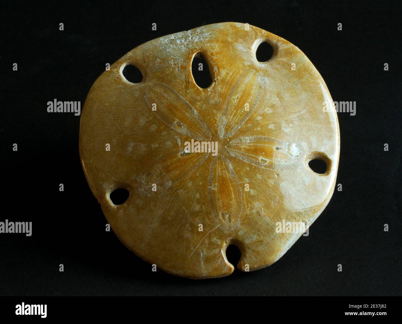 Sea Urchin and Starfish 