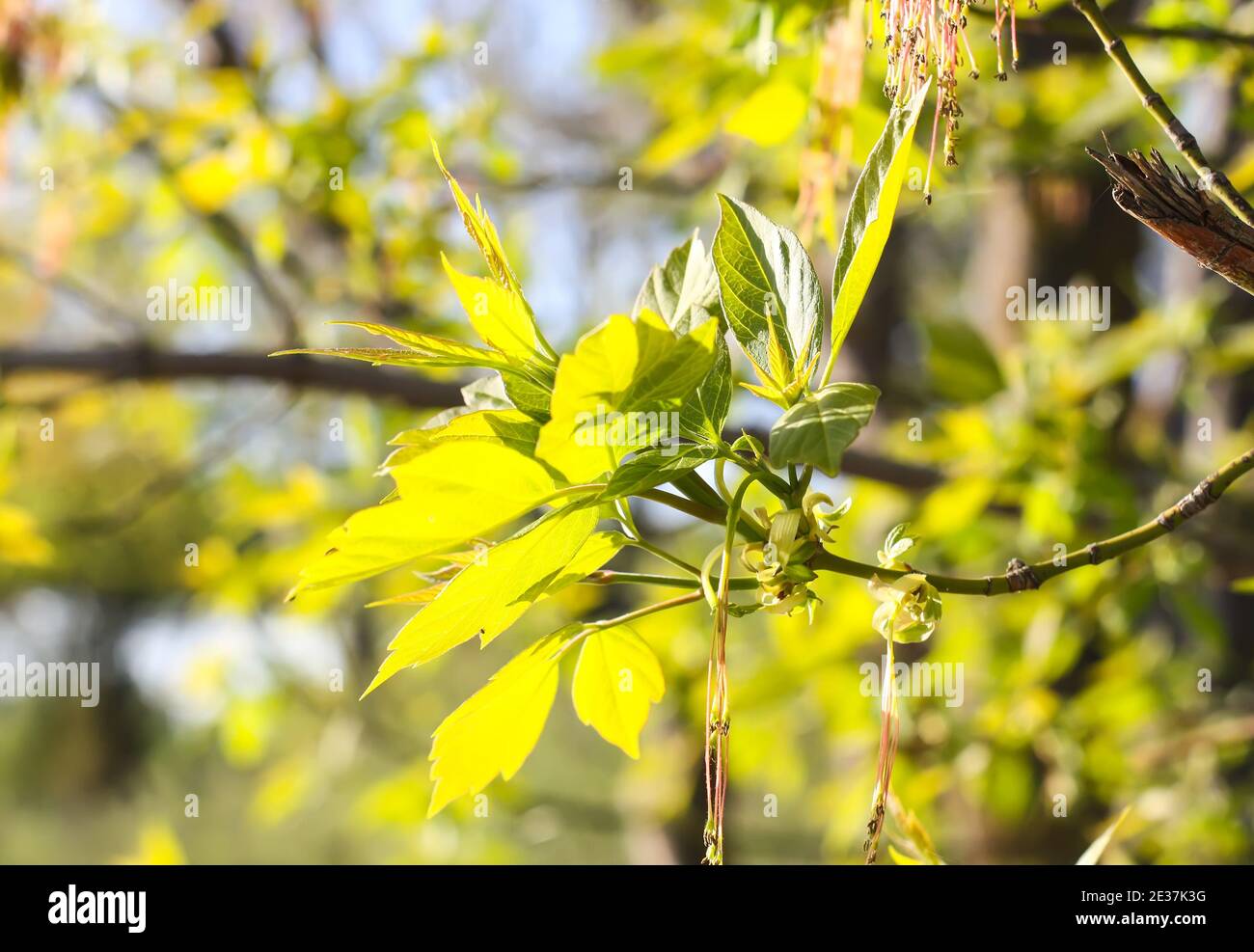 Green branches of the spring tree against blue sky background. Acer ...