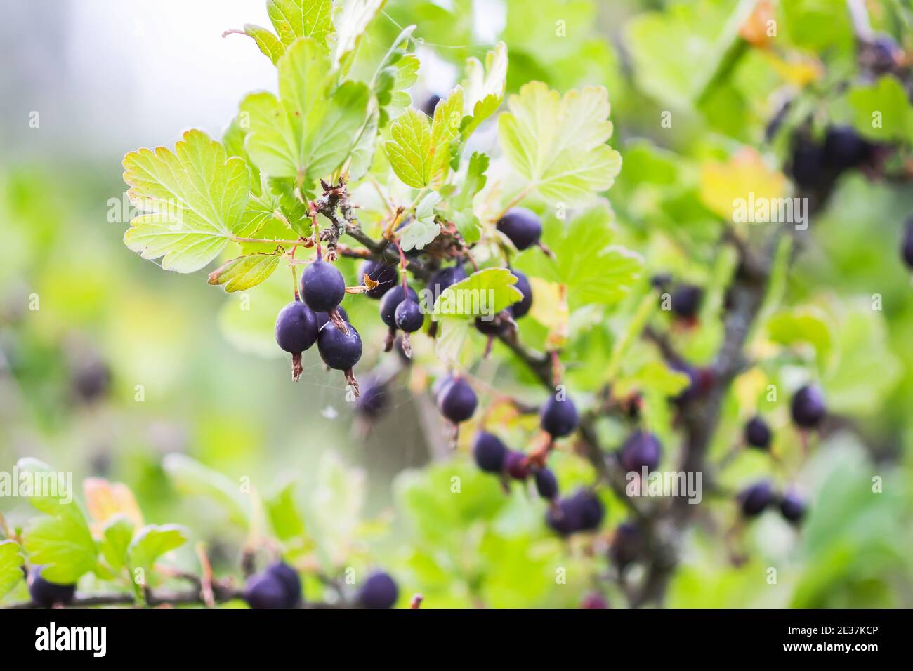 Currant gooseberry leaves in hi-res stock photography and images - Alamy
