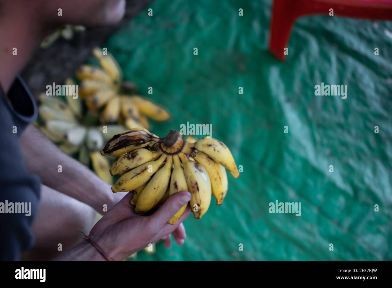Small banana plantation hi-res stock photography and images - Alamy