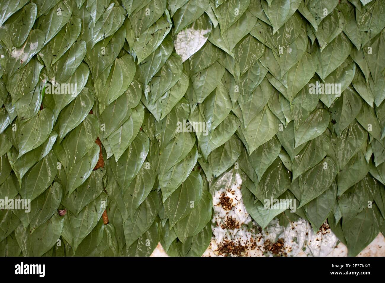 Background of green betel vine leaves with areca nut. Preparing traditional kwu-ya, paan, chewing tobacco in Myanmar Stock Photo