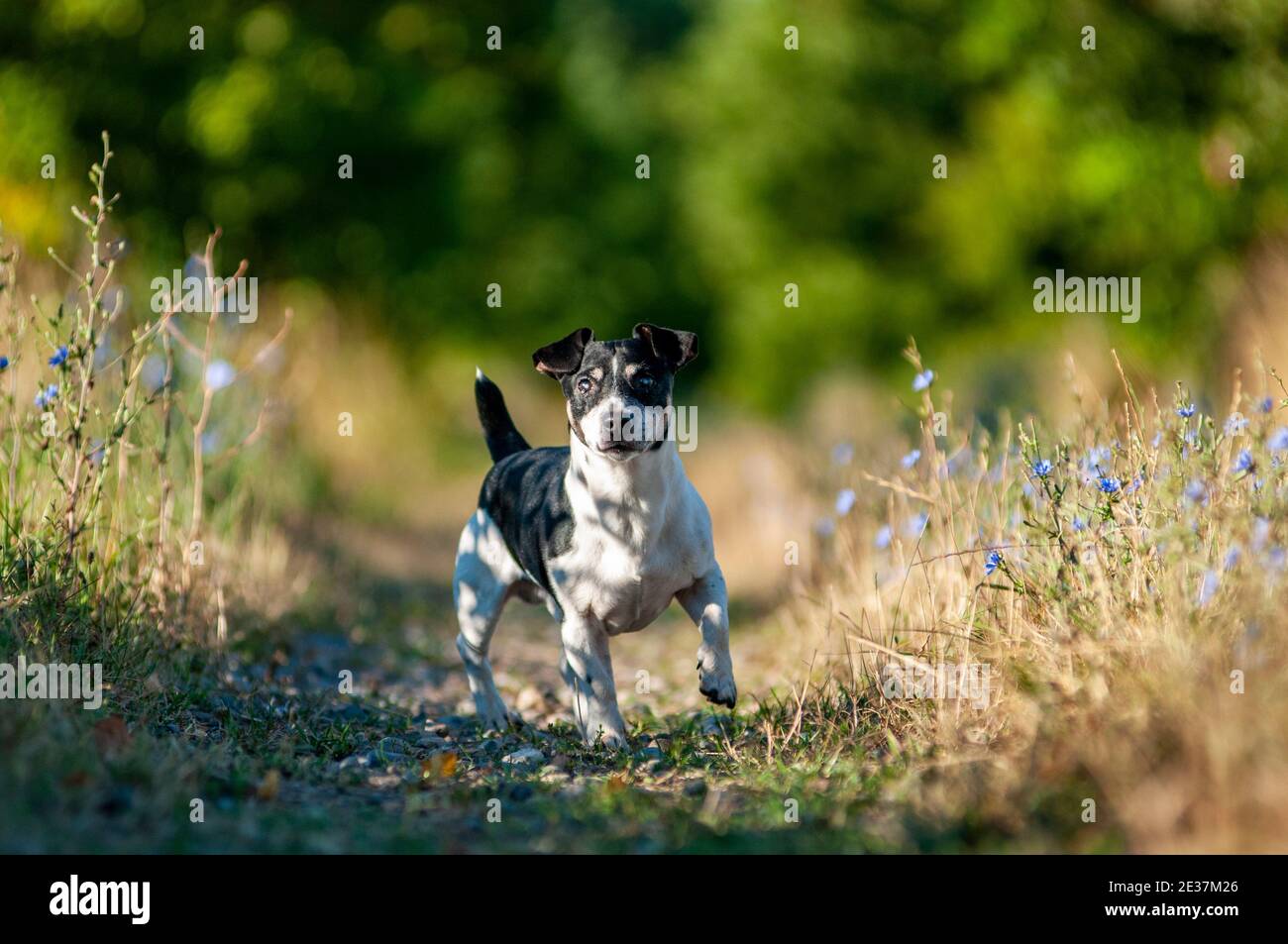 Old tricolor Jack Russell Terrier in a natural environment. The dog is blind and has a serious expression Stock Photo