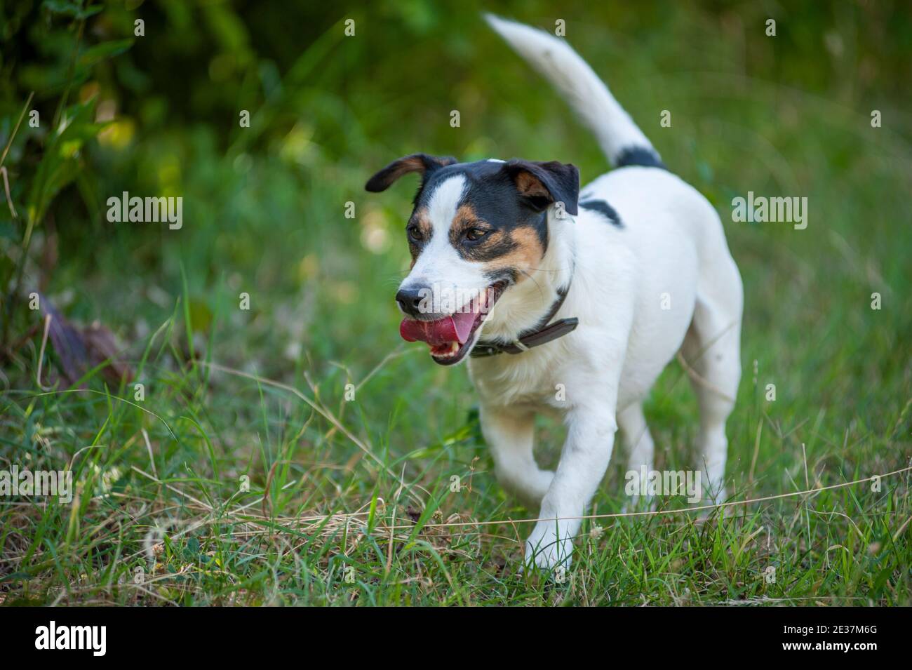 Jack Russell Terrier running free in a natural park. Natural environment, green grass Stock Photo