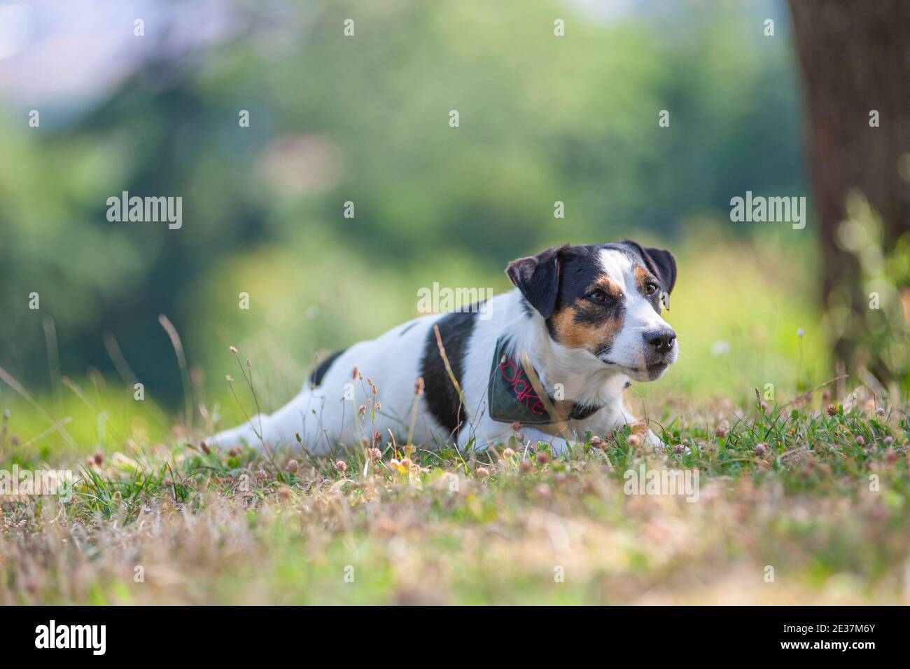 Jack Russell Terrier resting on the ground. Serious dog with closed mouth Stock Photo