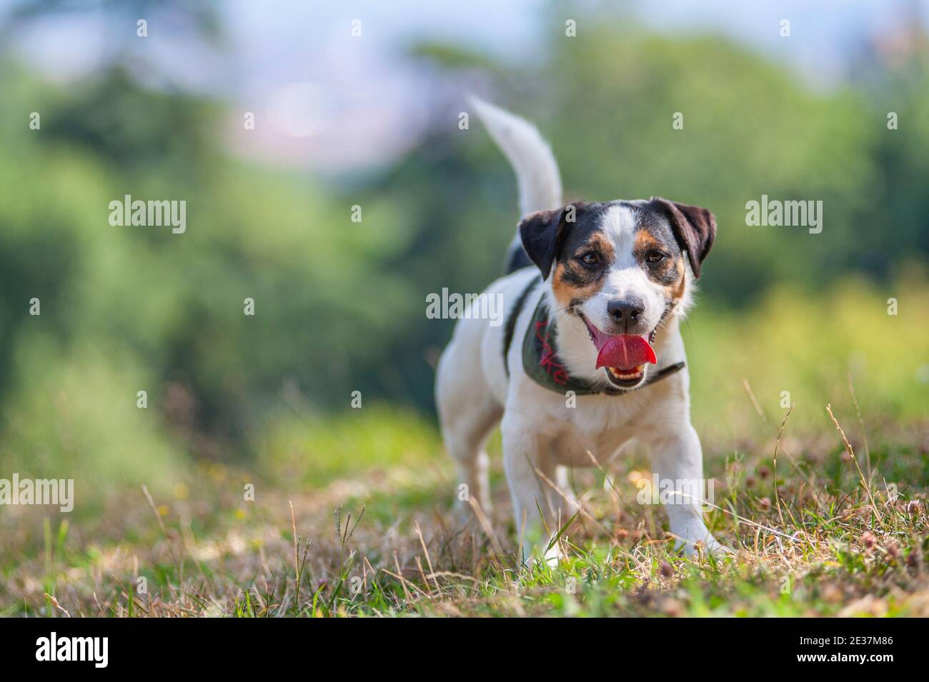 Jack Russell Terrier running free in a natural park. Natural environment, green grass Stock