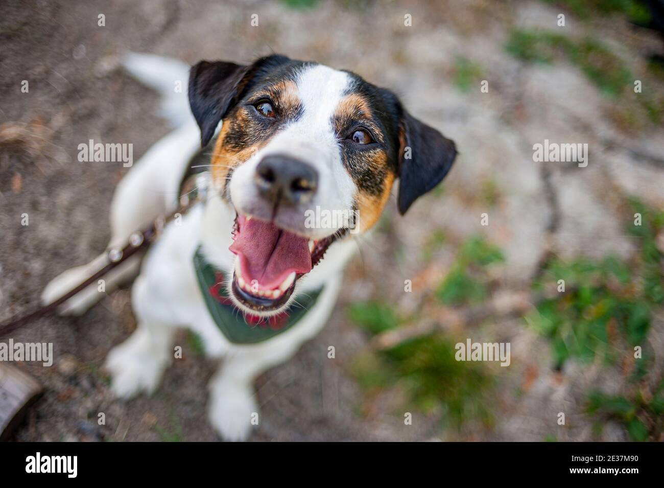 Jack Russell Terrier is sitting in a natural environment. Dog is making a big smile. He's wearing a bandana and is on a leash Stock Photo