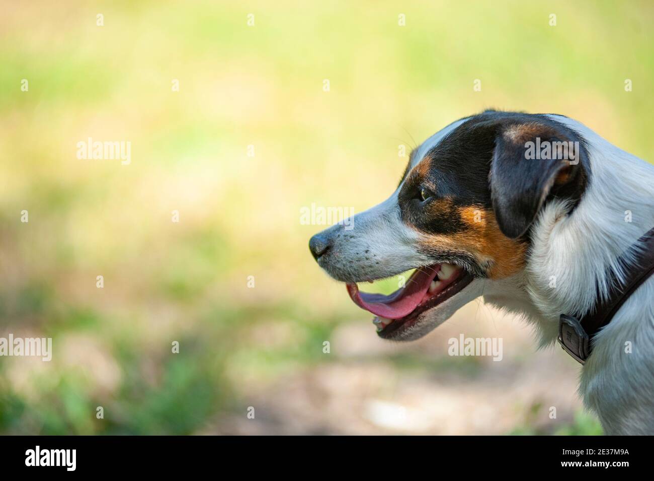 Profile shot of a Jack Russell Terrier. Bokeh, blurred background, copy space Stock Photo