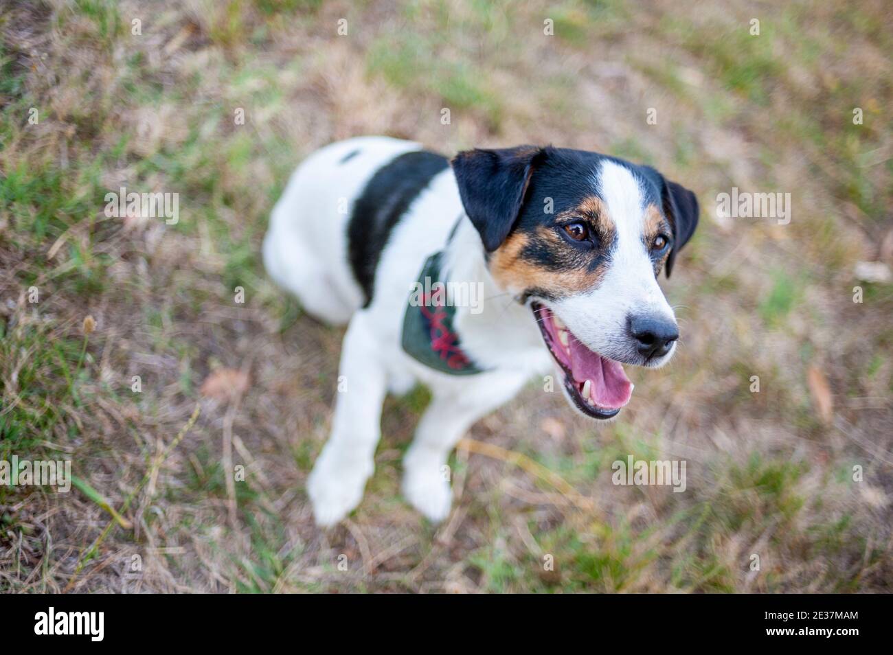 Jack Russell Terrier is sitting in a natural environment. Quiet and
