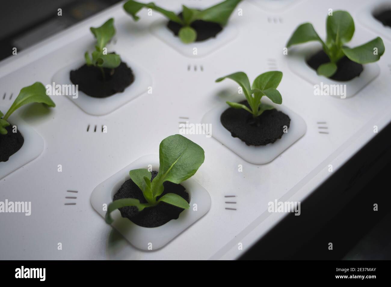 Lettuce growing in a home hydroponic unit Stock Photo