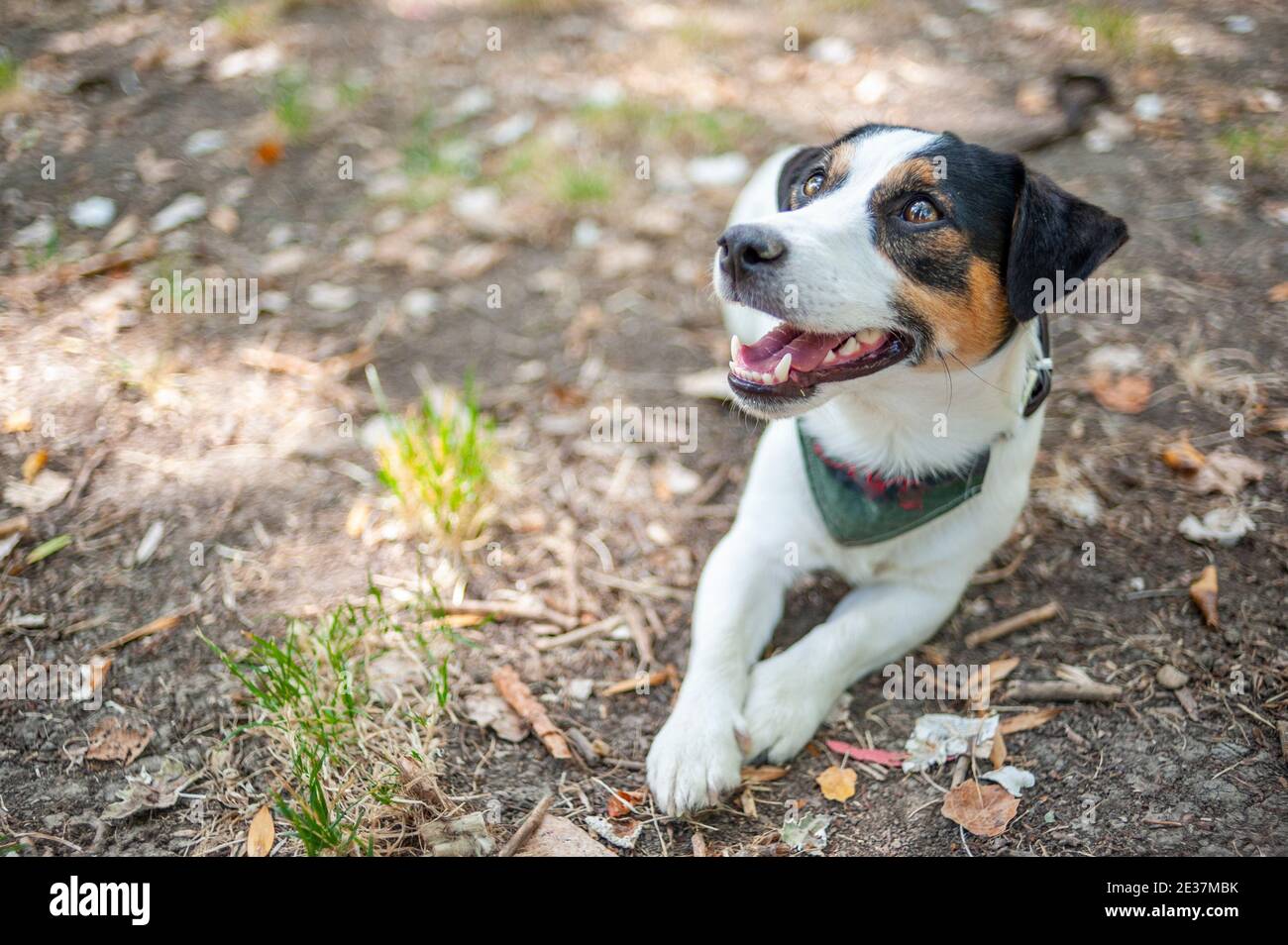 Jack Russell Terrier resting on the ground. Dog is smiling and looking up. Copy space Stock Photo