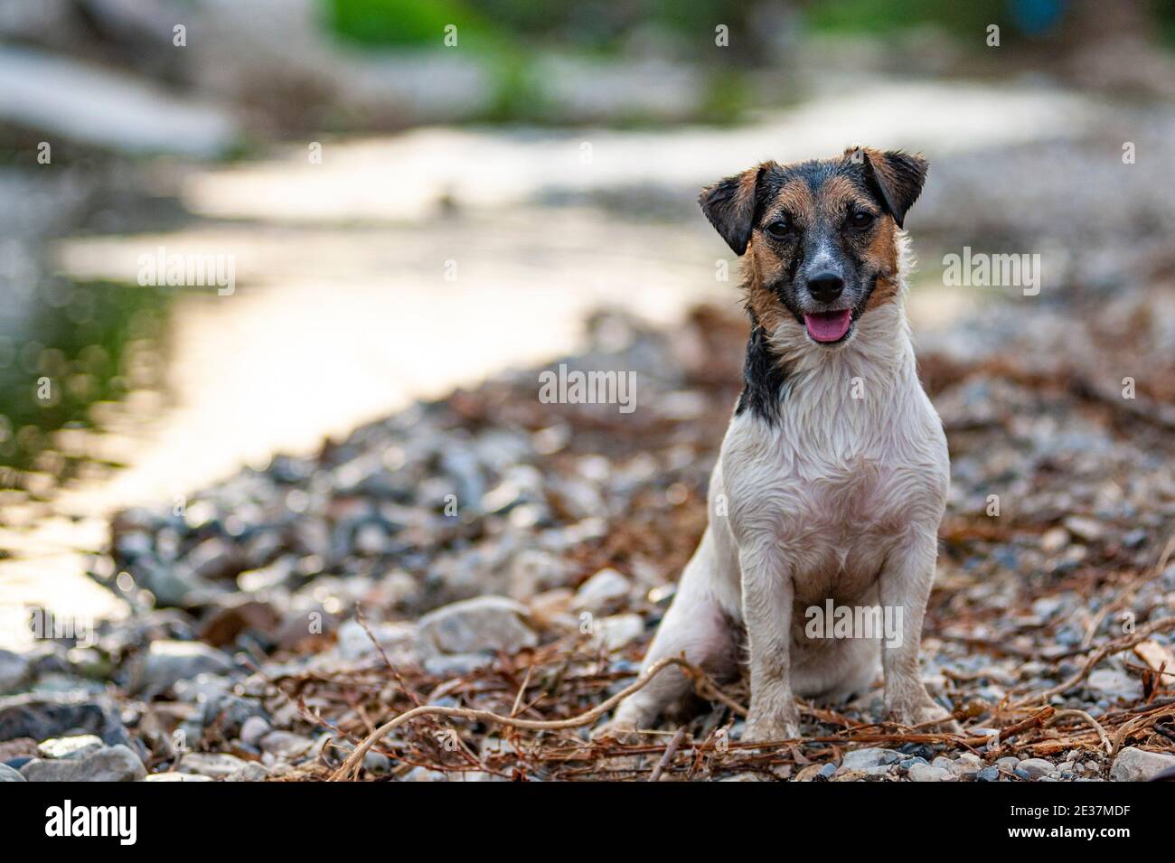 Jack Russell Terrier is sitting in a natural environment. The dog is sitting on a river bank, wet dog Stock Photo