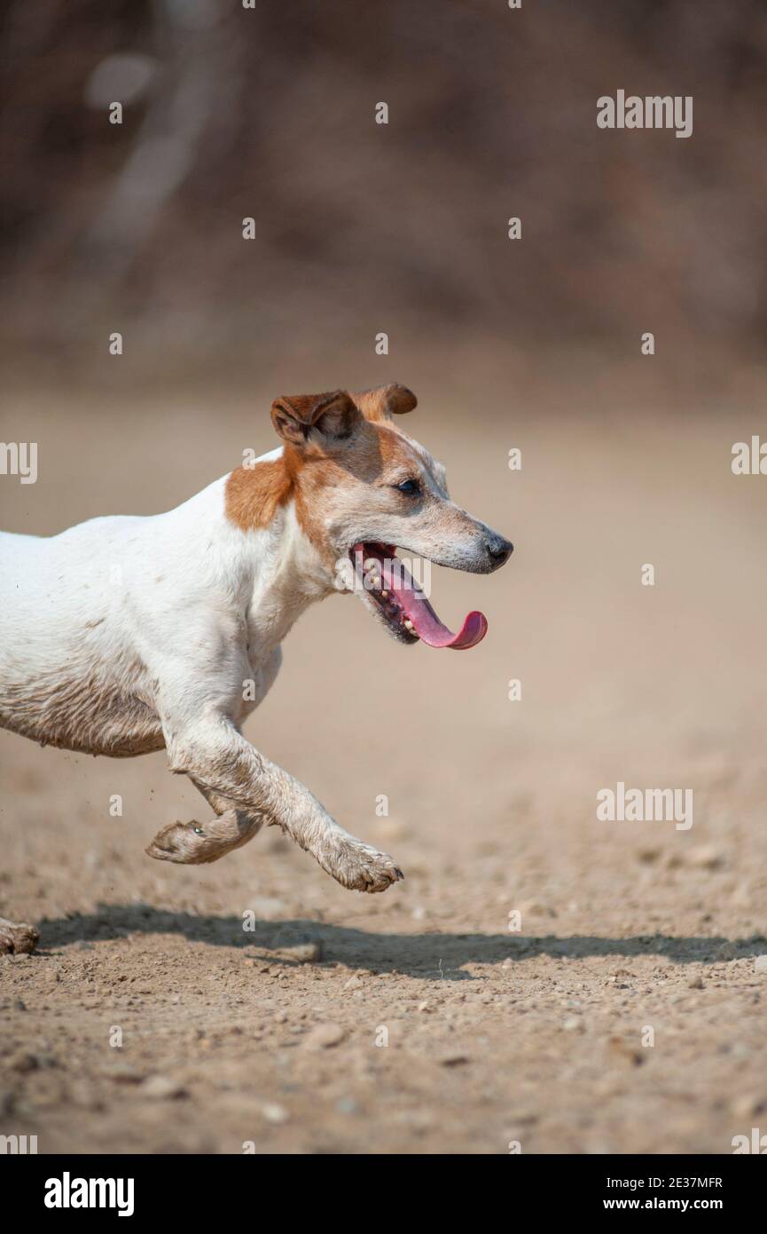 Close up shot of Jack Russell Terrier running on sand with tongue out Stock Photo