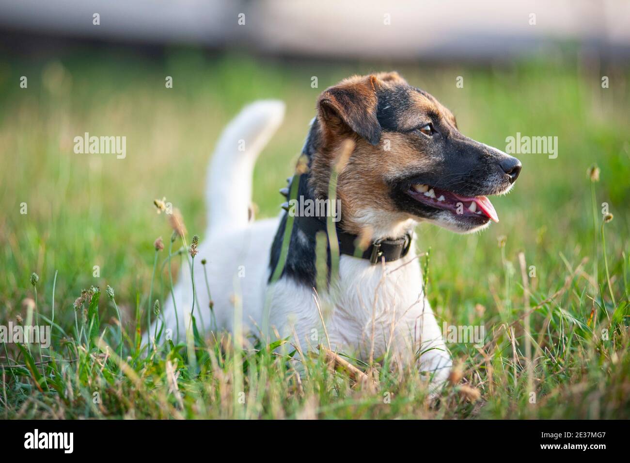 Jack Russell Terrier in a natural park. The dog is resting on the grass Stock Photo