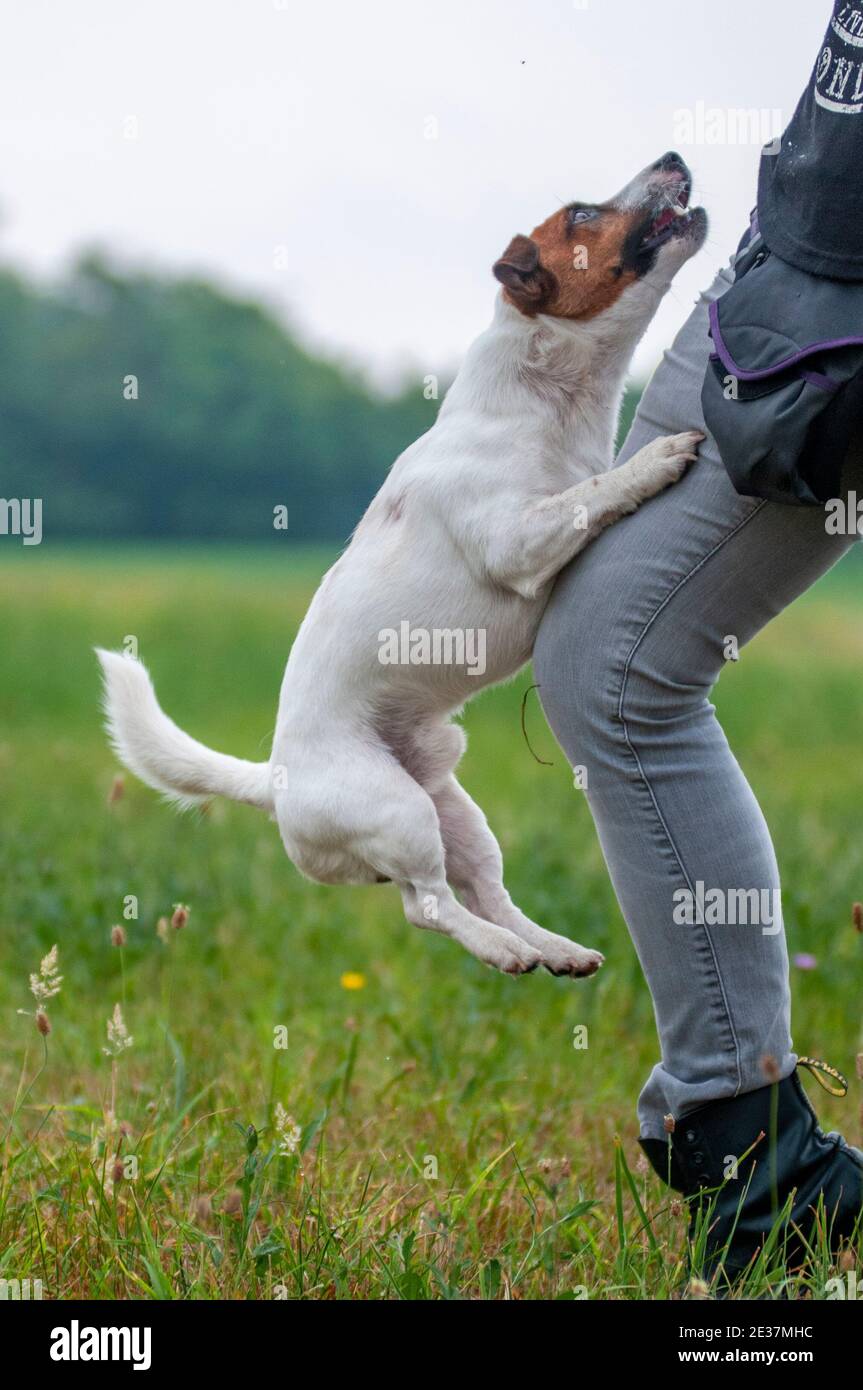 Jack Russell Terrier is jumping on trainer's leg during a trainer. Jack Russells are very trainable Stock Photo