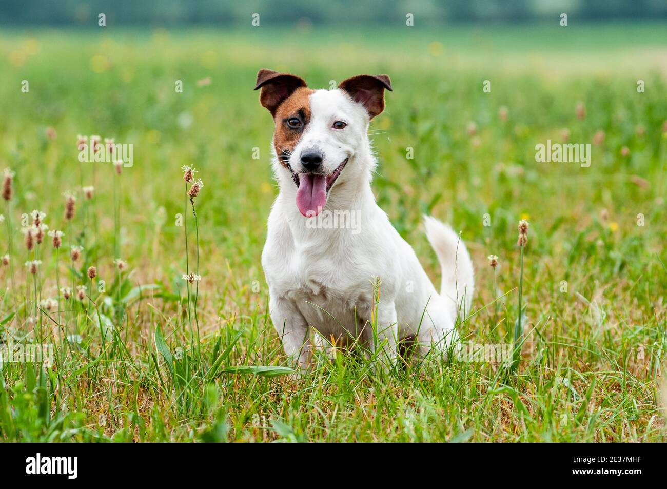 Jack Russell Terrier is sitting in the grass. Natural environment, tongue out Stock Photo