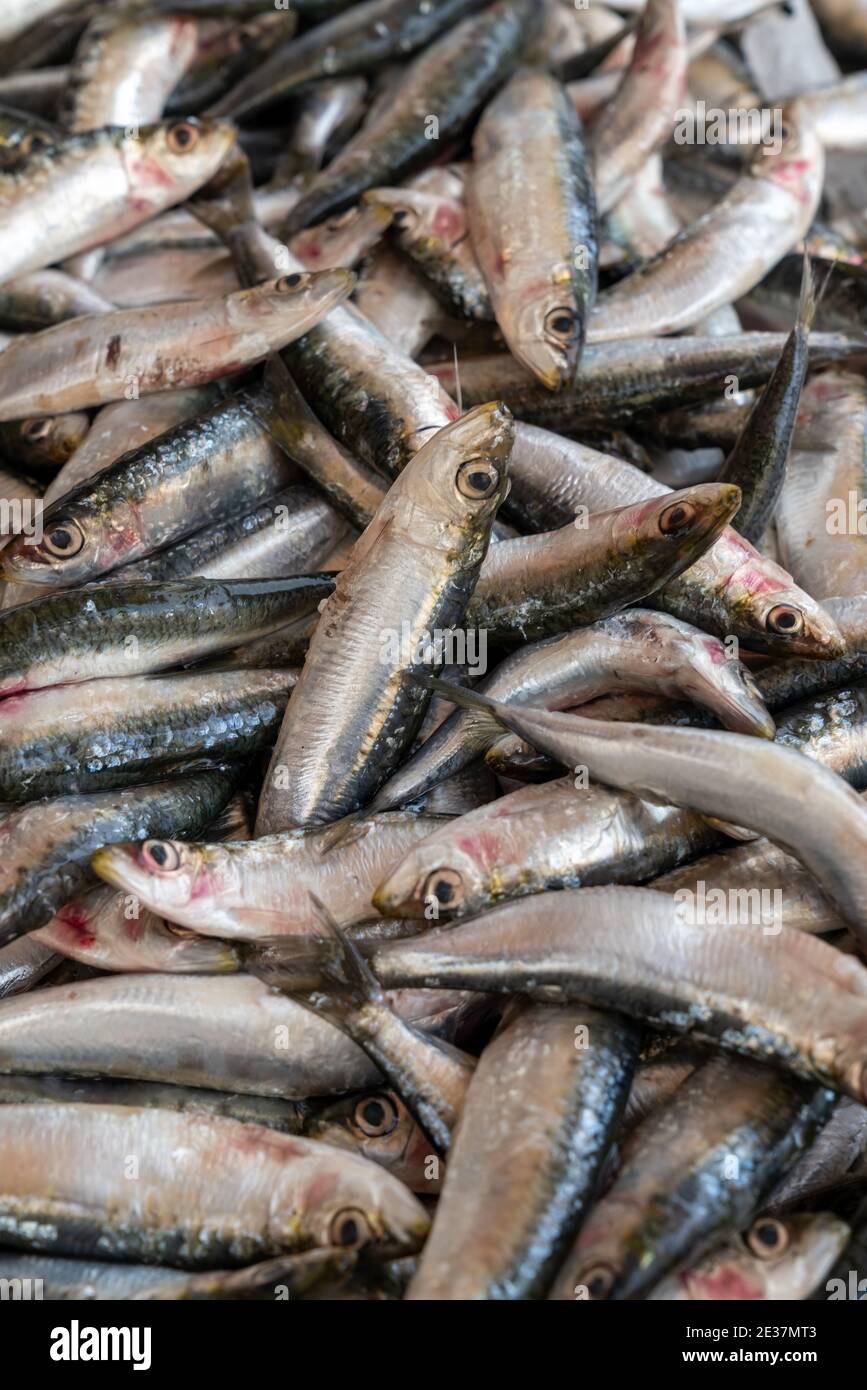 Group of fresh sardines sold at the market, seafood Stock Photo Alamy