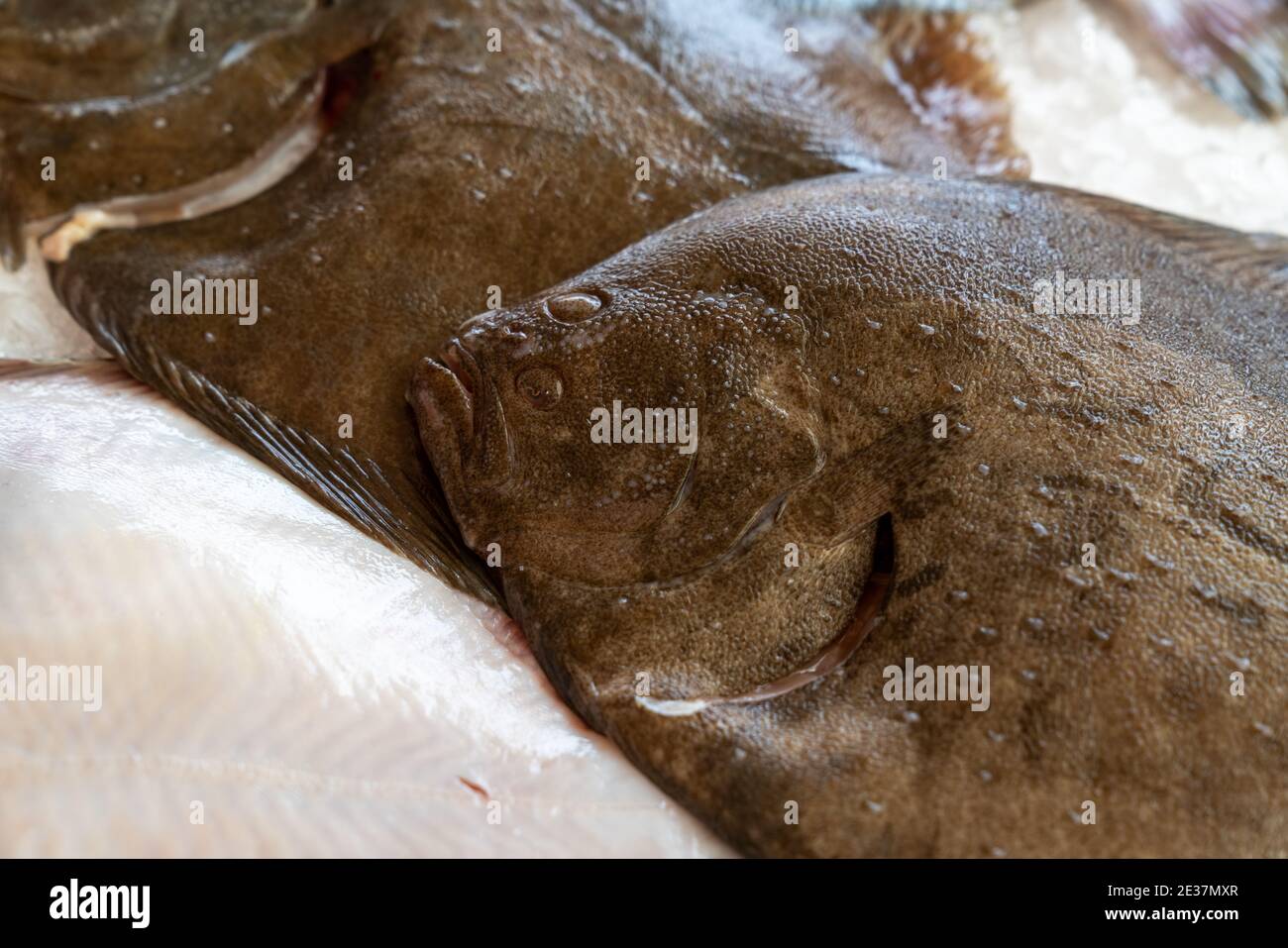 Stack of fresh brill fish (Scophthalmus rhombus) is a species of flatfish, sold it at matket,seafood. Stock Photo