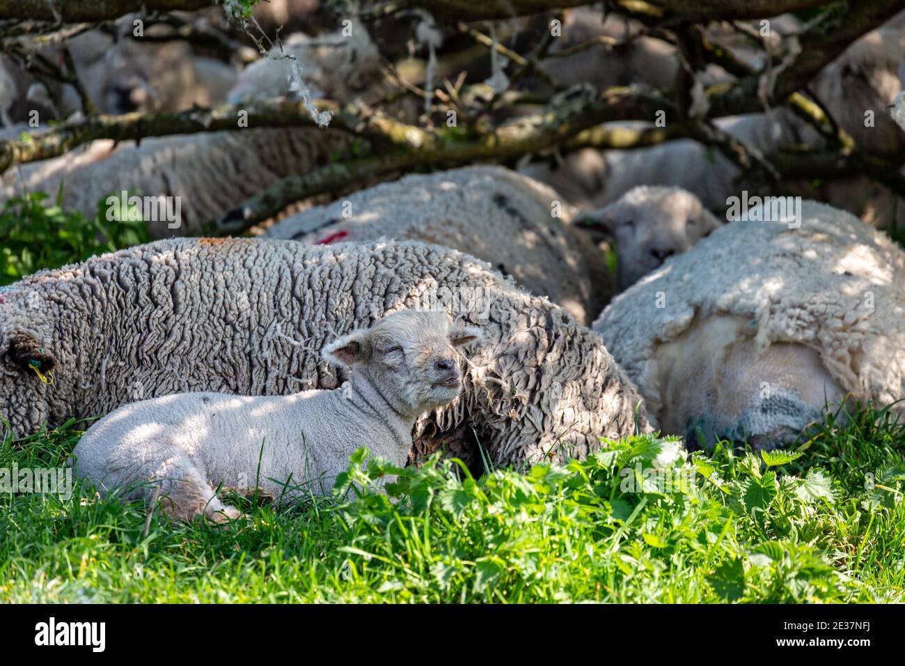A lamb and herd of sheep sheltering under a tree from the sun Stock