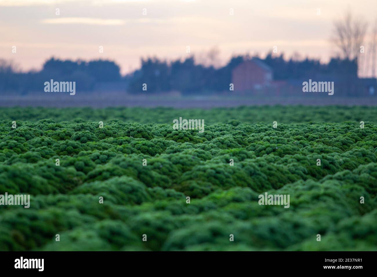 Field of Kale Stock Photo