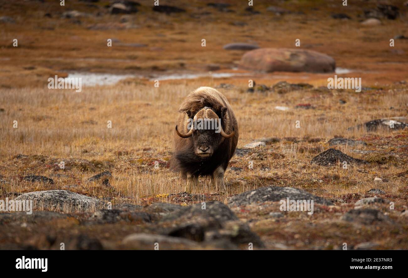 Muskox - Canadian Arctic tundra Stock Photo