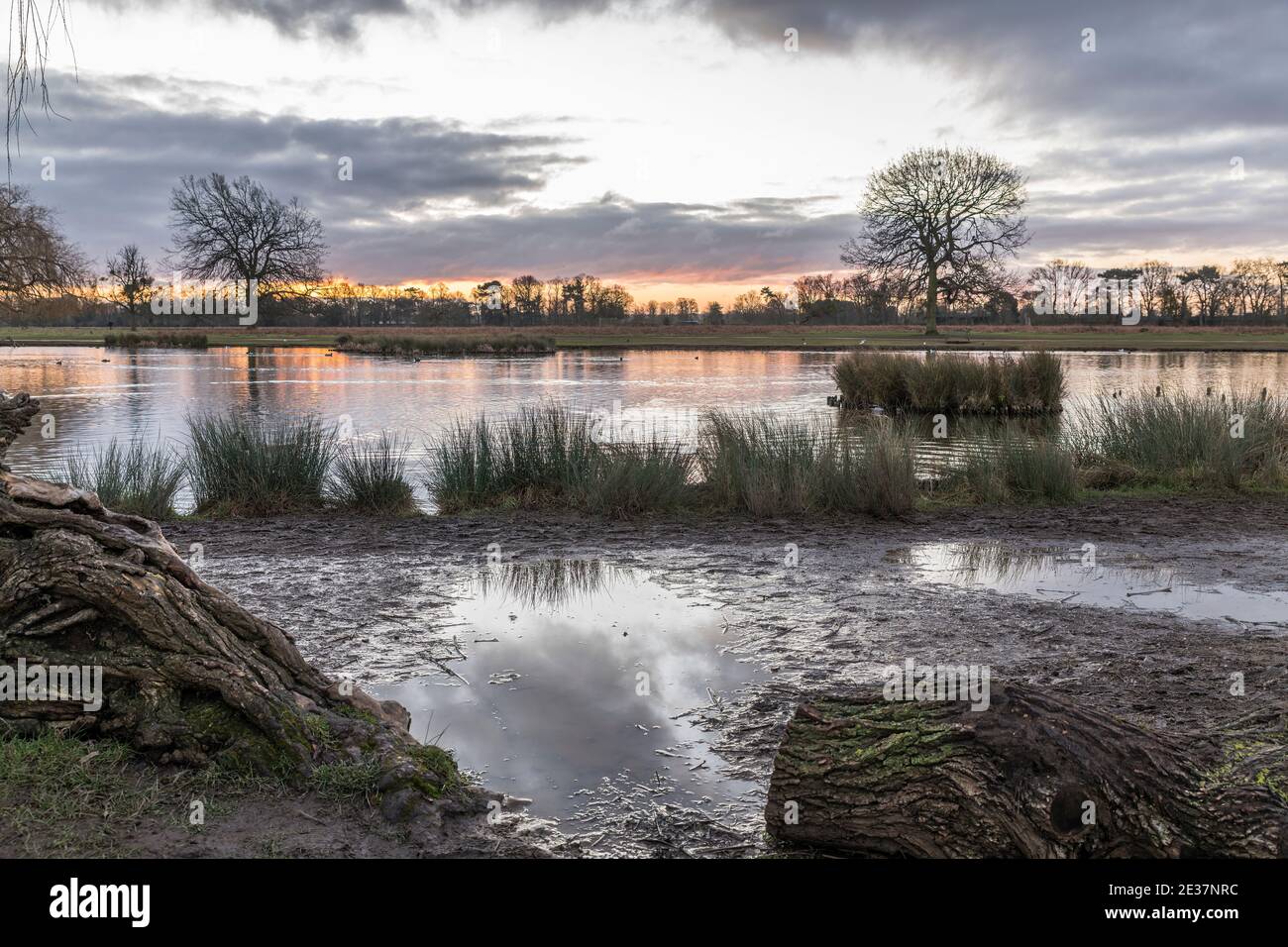 A new day has just begun with the sunrise at Bushy Park Surrey Stock