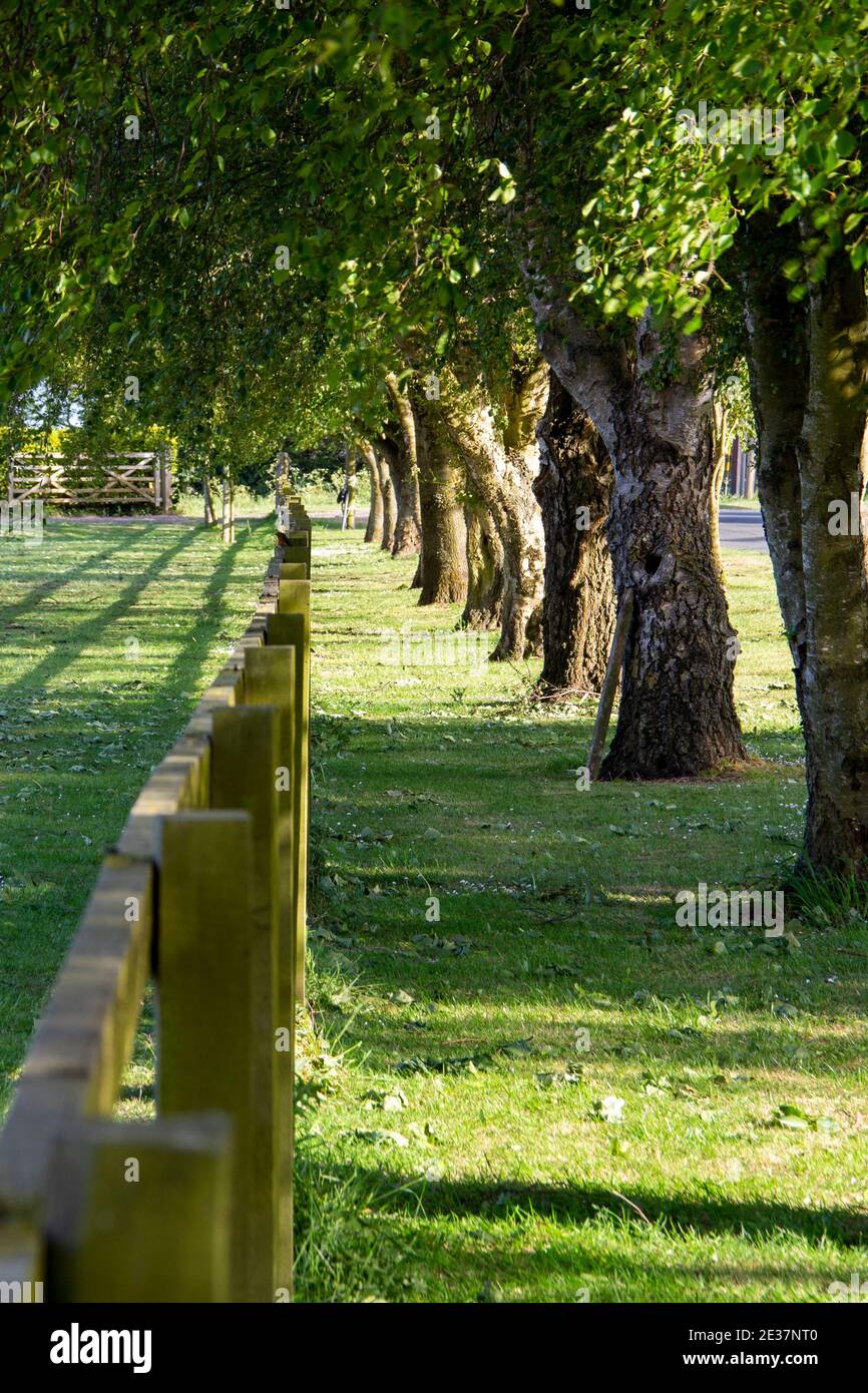 Tree and fence line beside the road Stock Photo