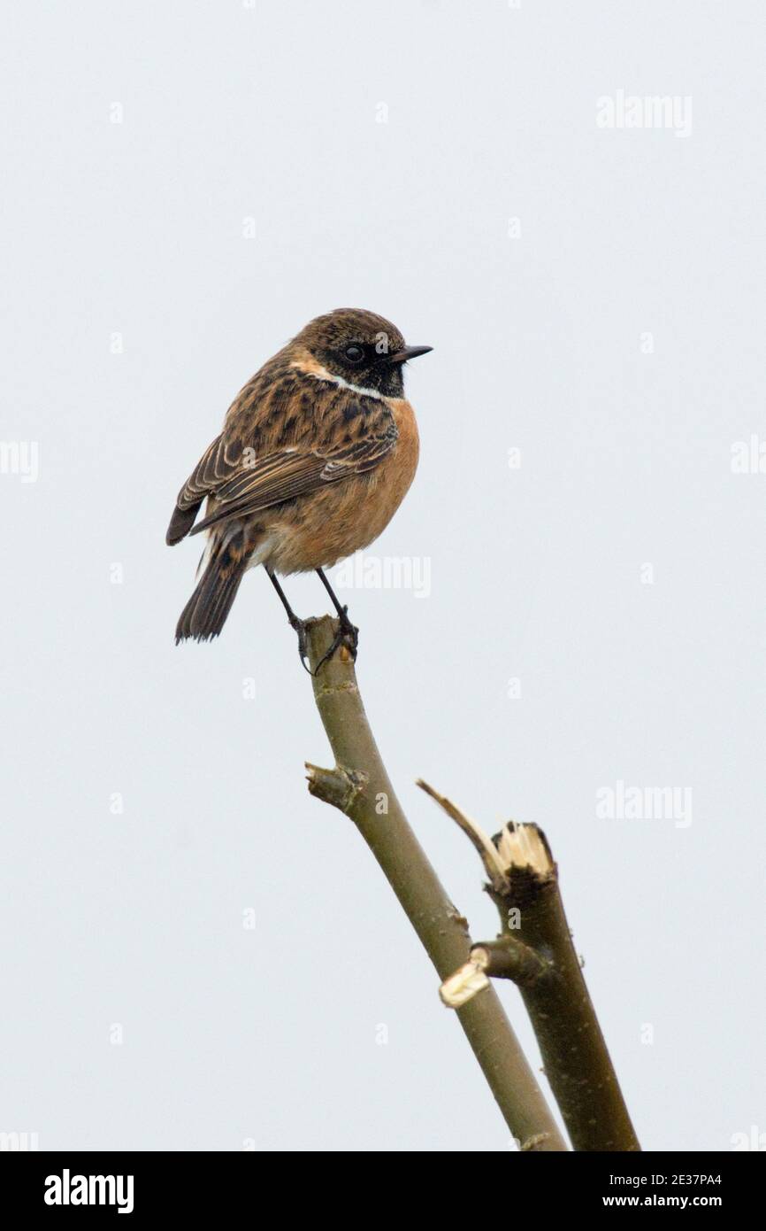Male european stonechat hi-res stock photography and images - Alamy