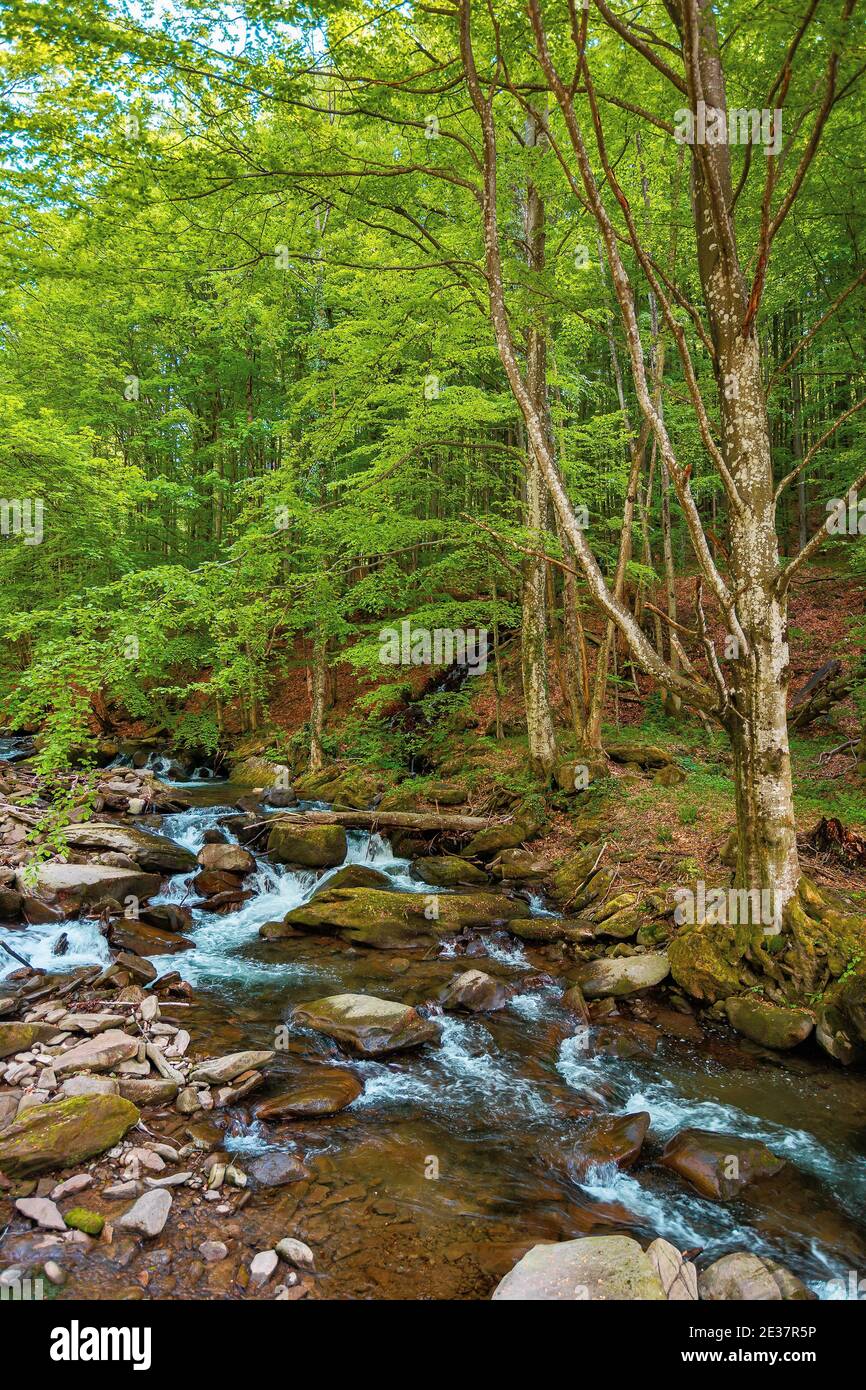 Spring Water In Forest mountain river runs through the forest. water flow among the rocks ...