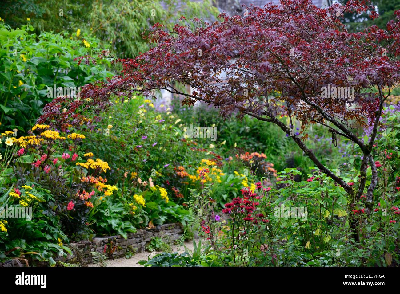 Acer palmatum,frame,framing,framing the garden,lead,leading,ligularia dentata britt marie crawford,yellow,flowers,flowering,alstroeme Stock Photo