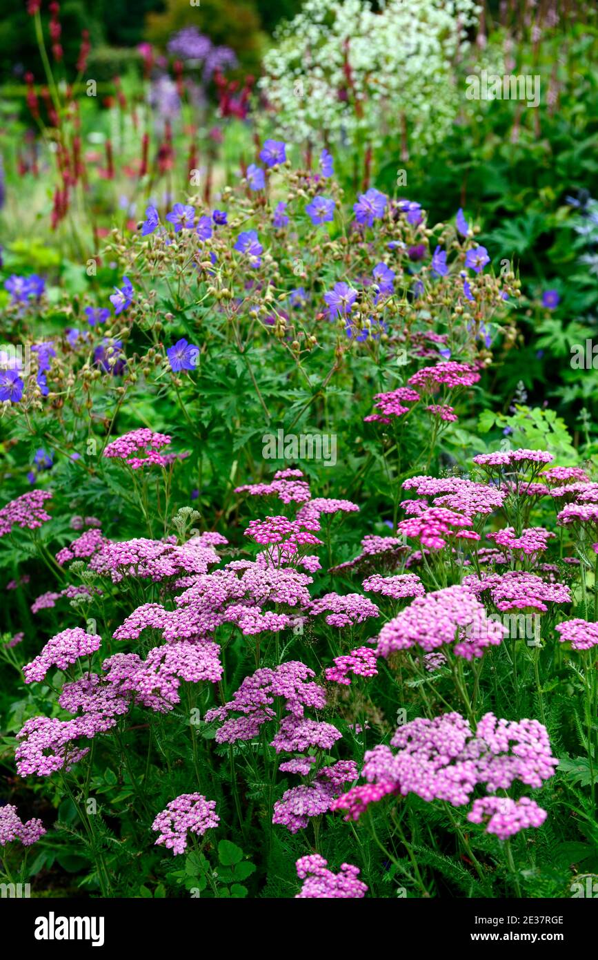 Achillea millefolium Lilac Beauty,pink yarrow,geranium rozanne,yarrow and geranium,pink and blue flowers,flowering,mixed planting scheme,mixed border, Stock Photo