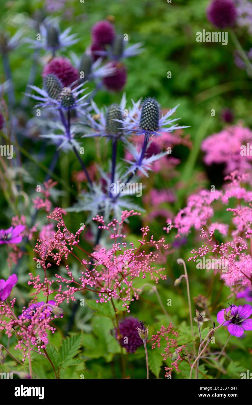 Astilbe arendsii Pink,allium sphaerocephalon,Eryngium X Zabelii Big Blue,flowering perennials,border,multi-coloured,colourful,colours,explosion of col Stock Photo