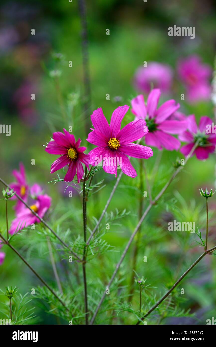 Cosmos bipinnatus Dazzler,cosmea Dazzler,semi-hardy annual,carmine pink ...