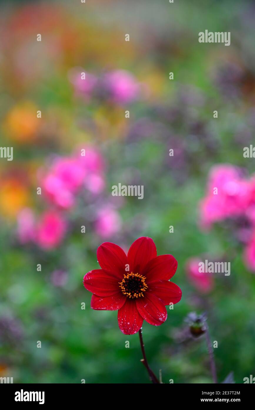 dahlia,single dahlias,seedling,wine red flower,deep red flowers,yellow pink orange background,red flowers,flowers,flowering,RM floral Stock Photo