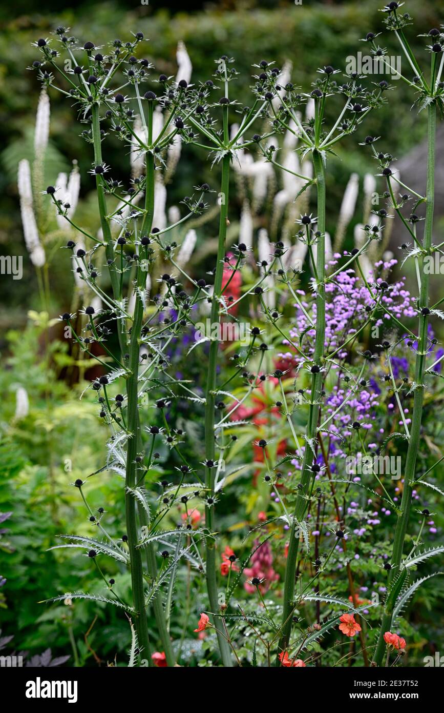 eryngium guatemalense,flowers,flowering,mixed border,ornamental thistle