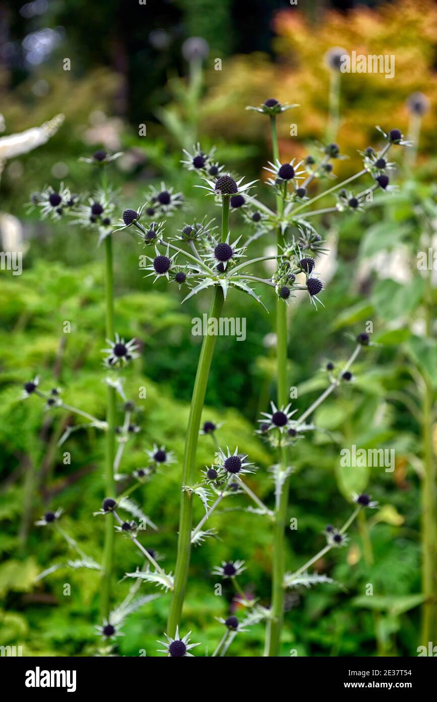 eryngium guatemalense,flowers,flowering,mixed border,ornamental thistle