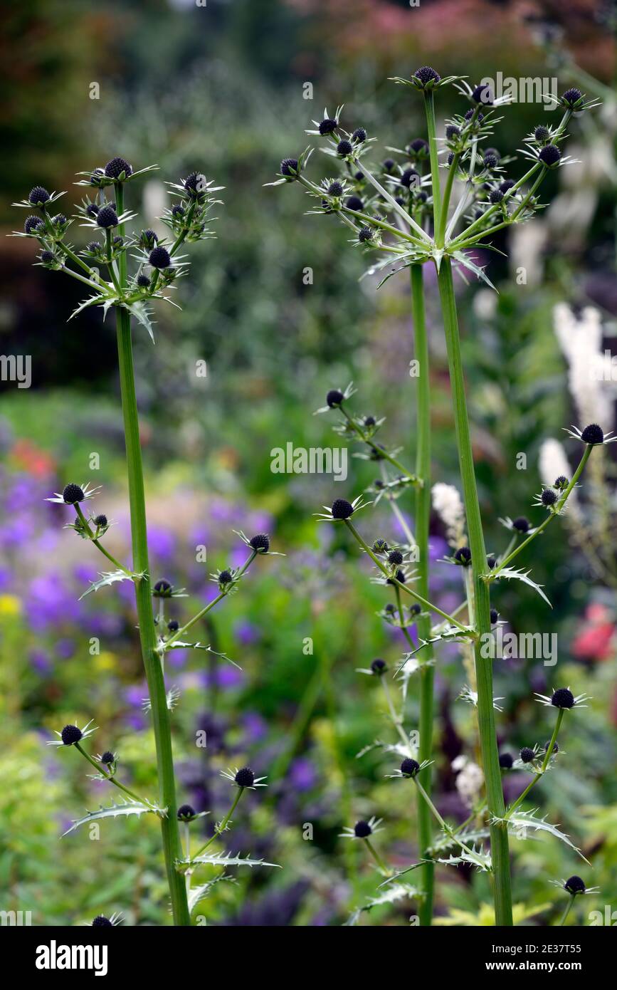 eryngium guatemalense,flowers,flowering,mixed border,ornamental thistle,gardens,RM Floral Stock Photo